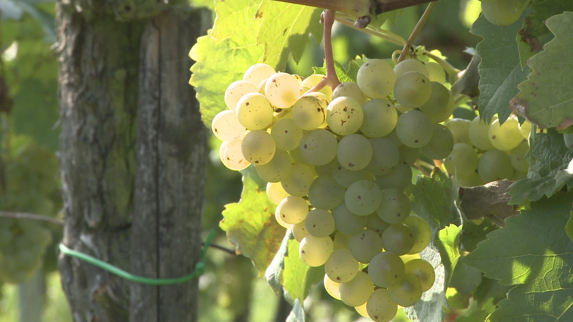 161332275 / Green Grape / Rhineland-Palatinate / Germany