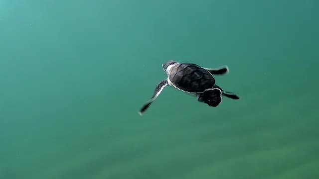 Baby Turtle Land 1