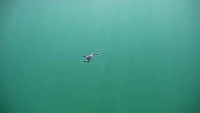 Baby Turtle Uw 6