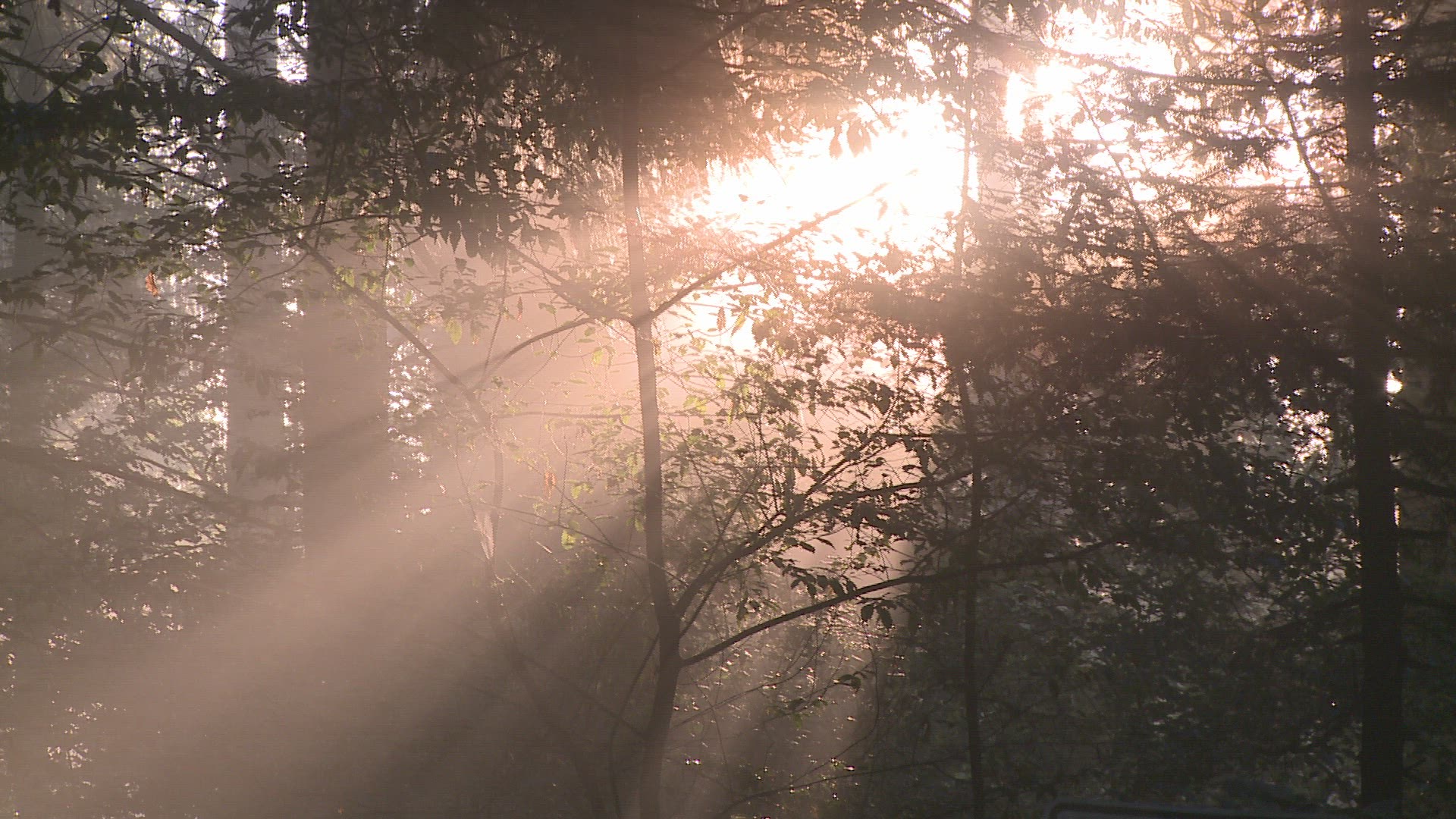 792159536 / Forest / Sunray / Europe
