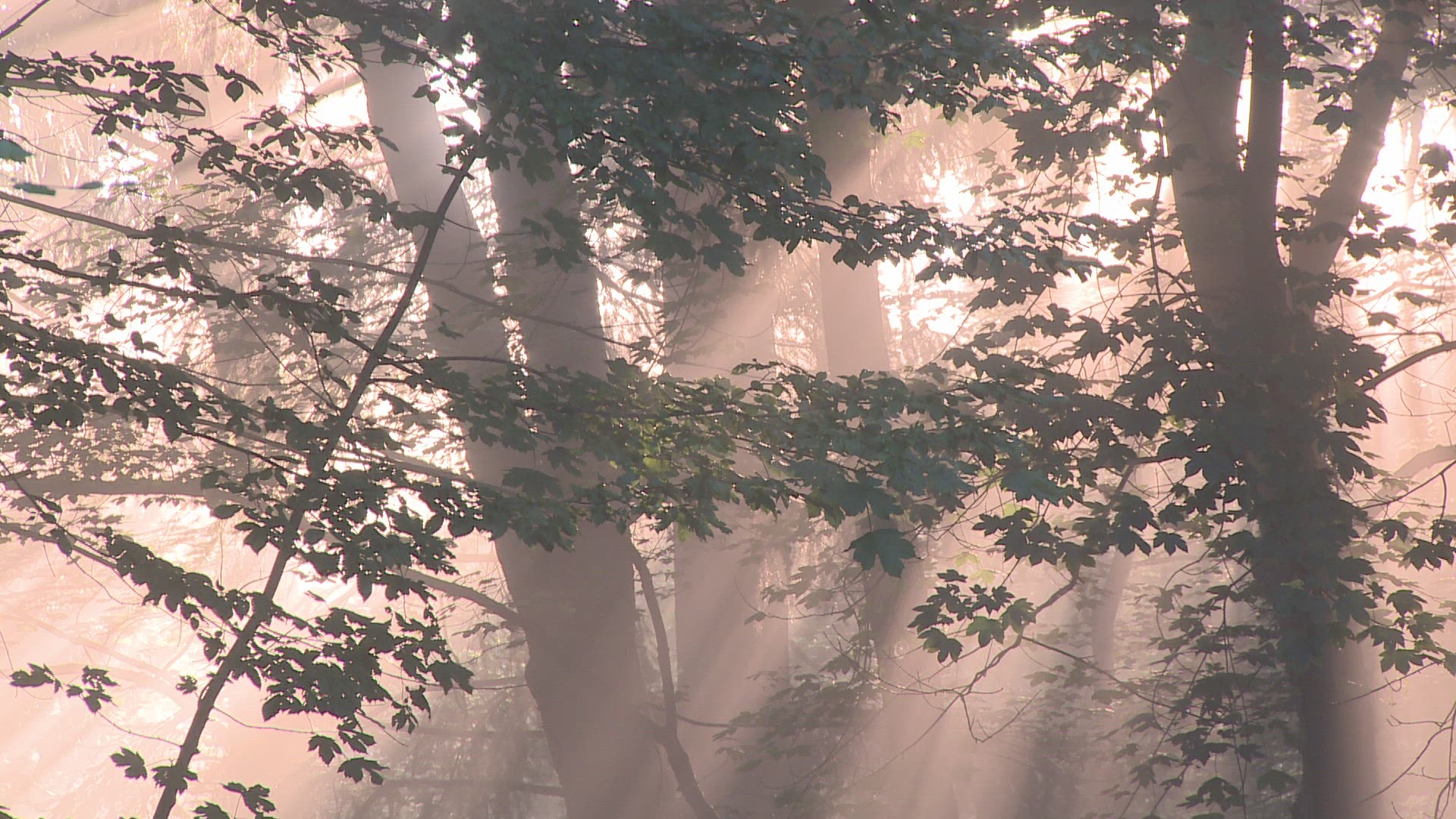 916123994 / Forest / Sunray / Europe