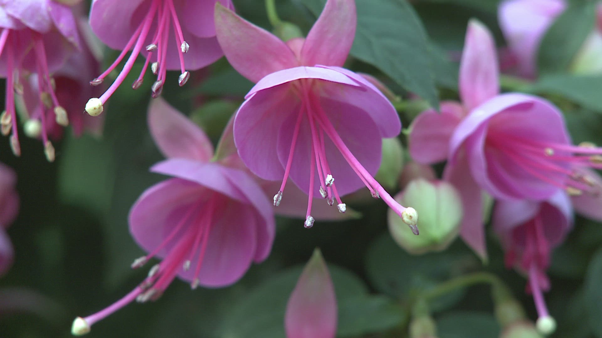 383239072 / Blossom / Pink / Plant