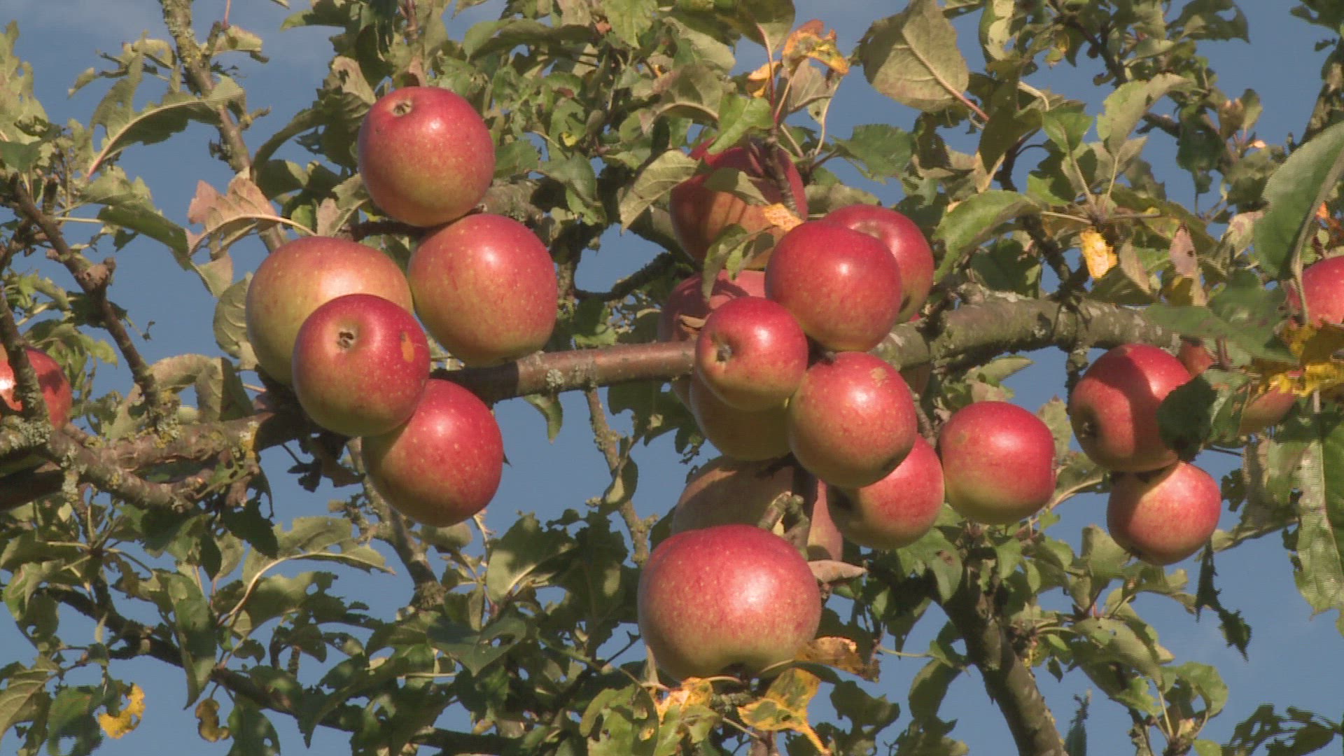 948263083 / Apple / Apple Tree / Luxembourg