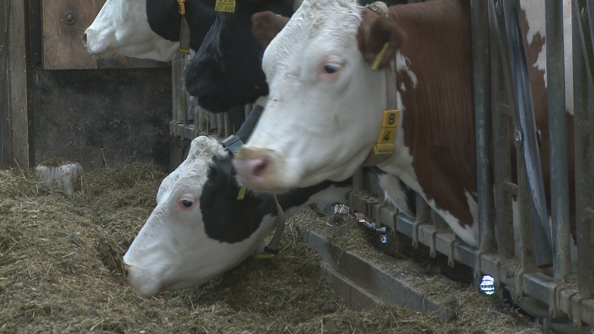 428490675 / Cow / Cow Stable / Rhineland-Palatinate / Germany