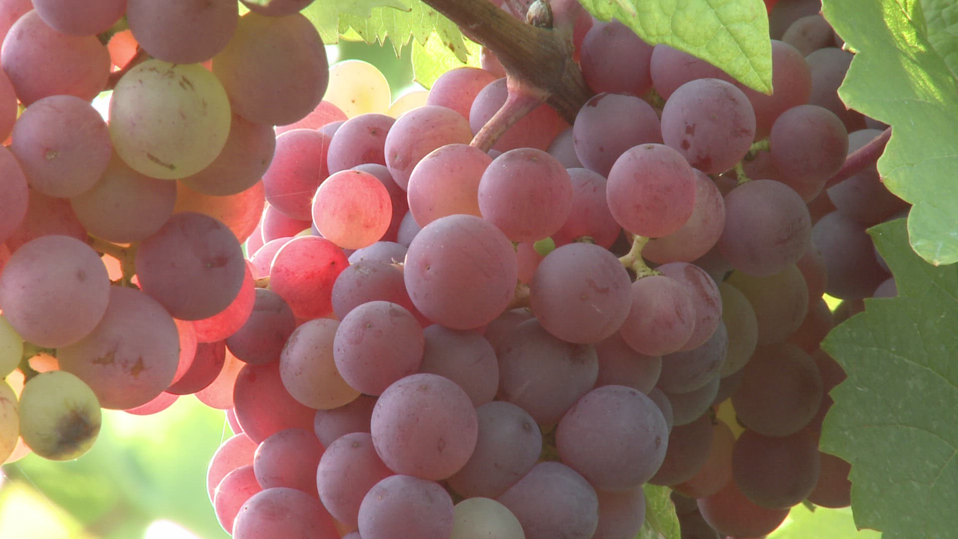 926480252 / Grape / Grape Vine / Viniculture