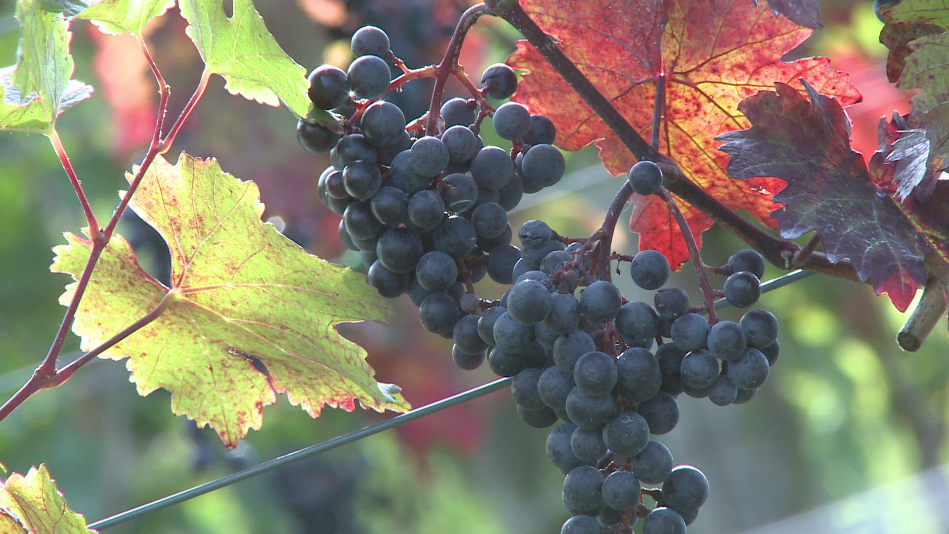 168125225 / Grape / Grape Vine / Viniculture