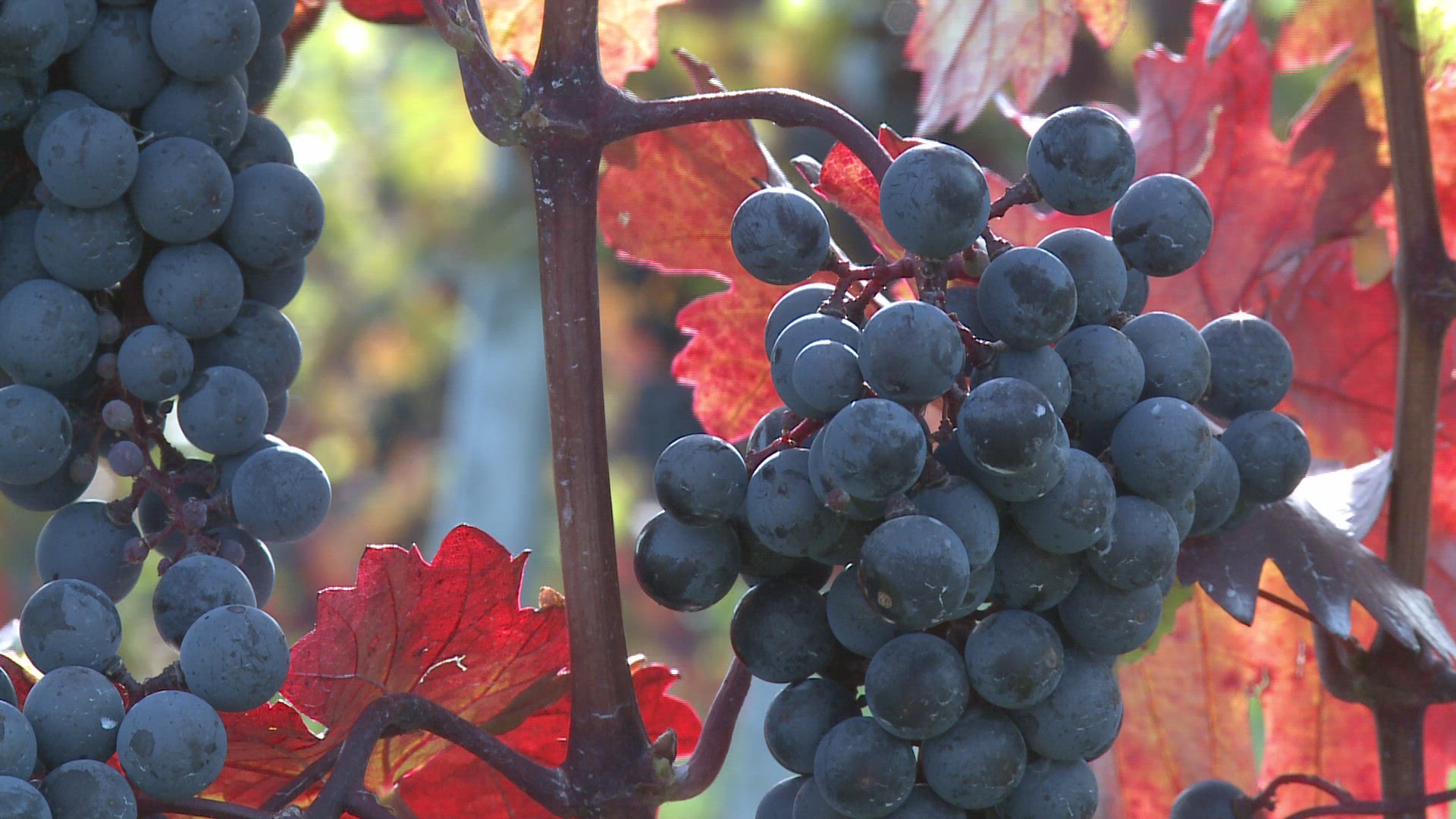 482931867 / Grape / Grape Vine / Viniculture
