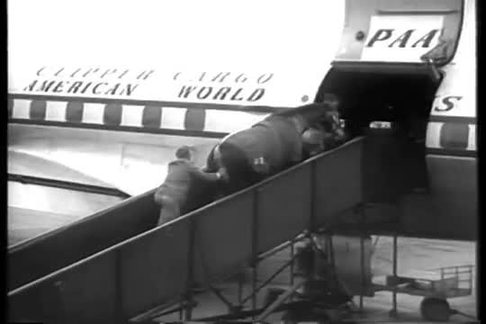 Horses from the U.S. Olympic jumping team board a plane to fly to a competition in Stockholm in 1956
