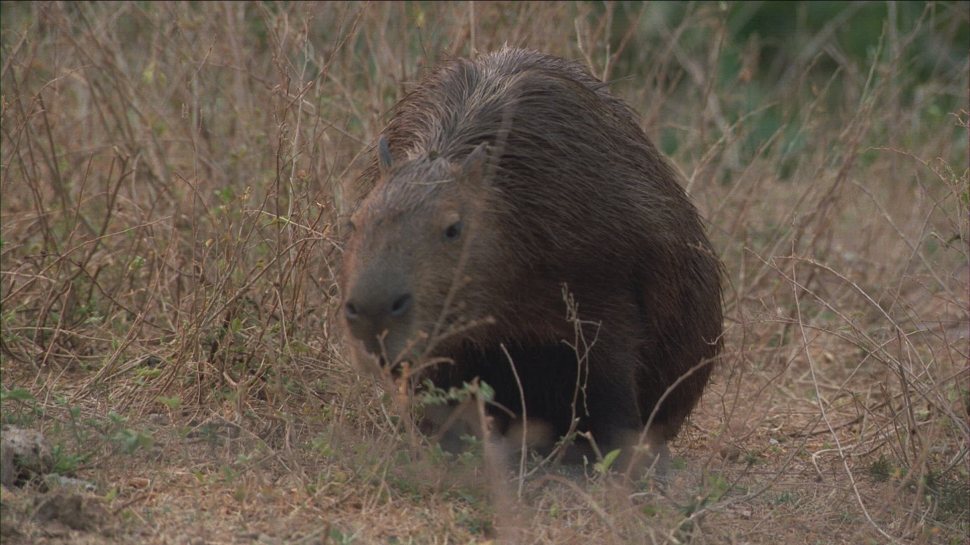 289571329 / Capybara / Brazil