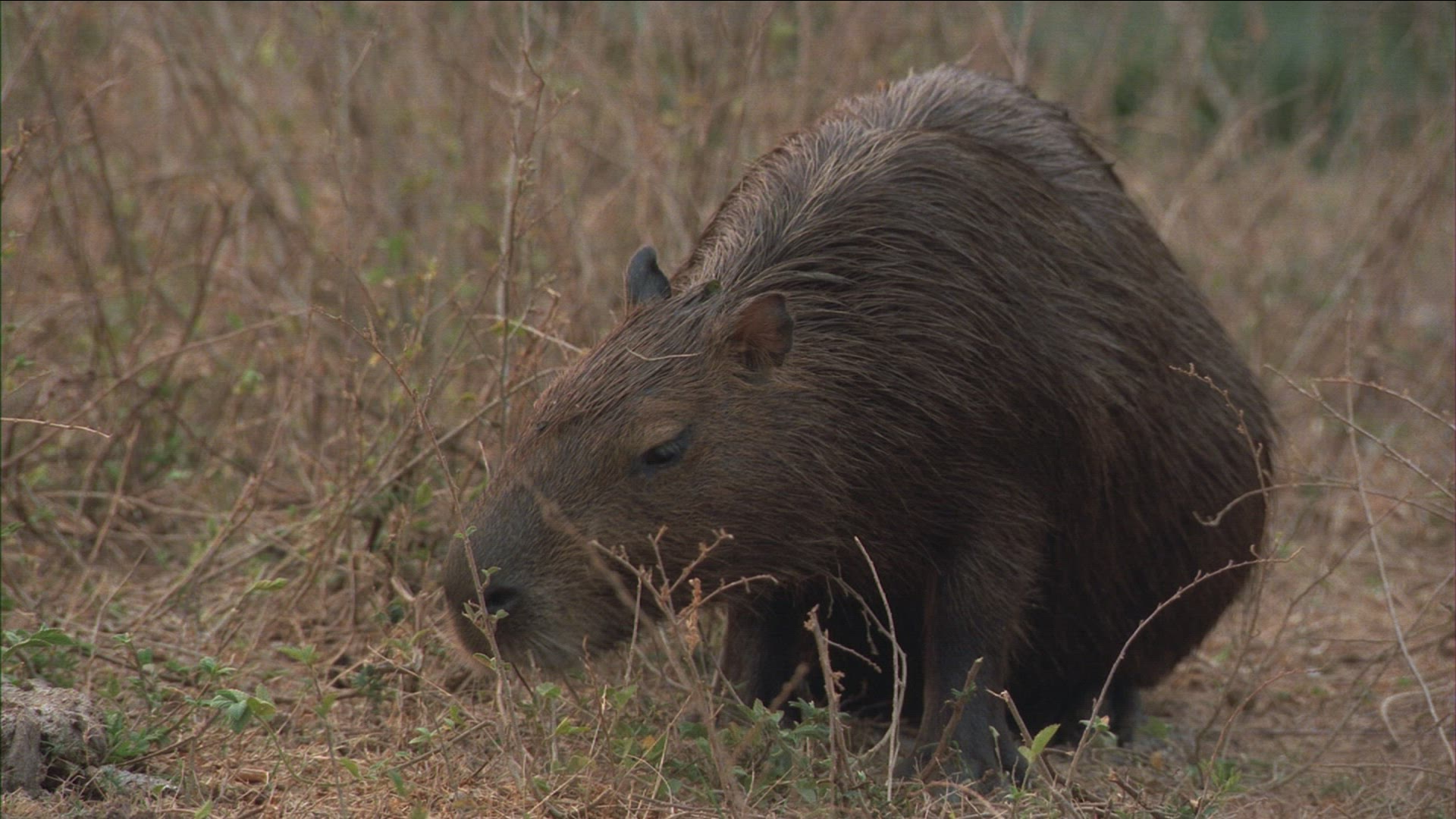 549699570 / Capybara / Brazil