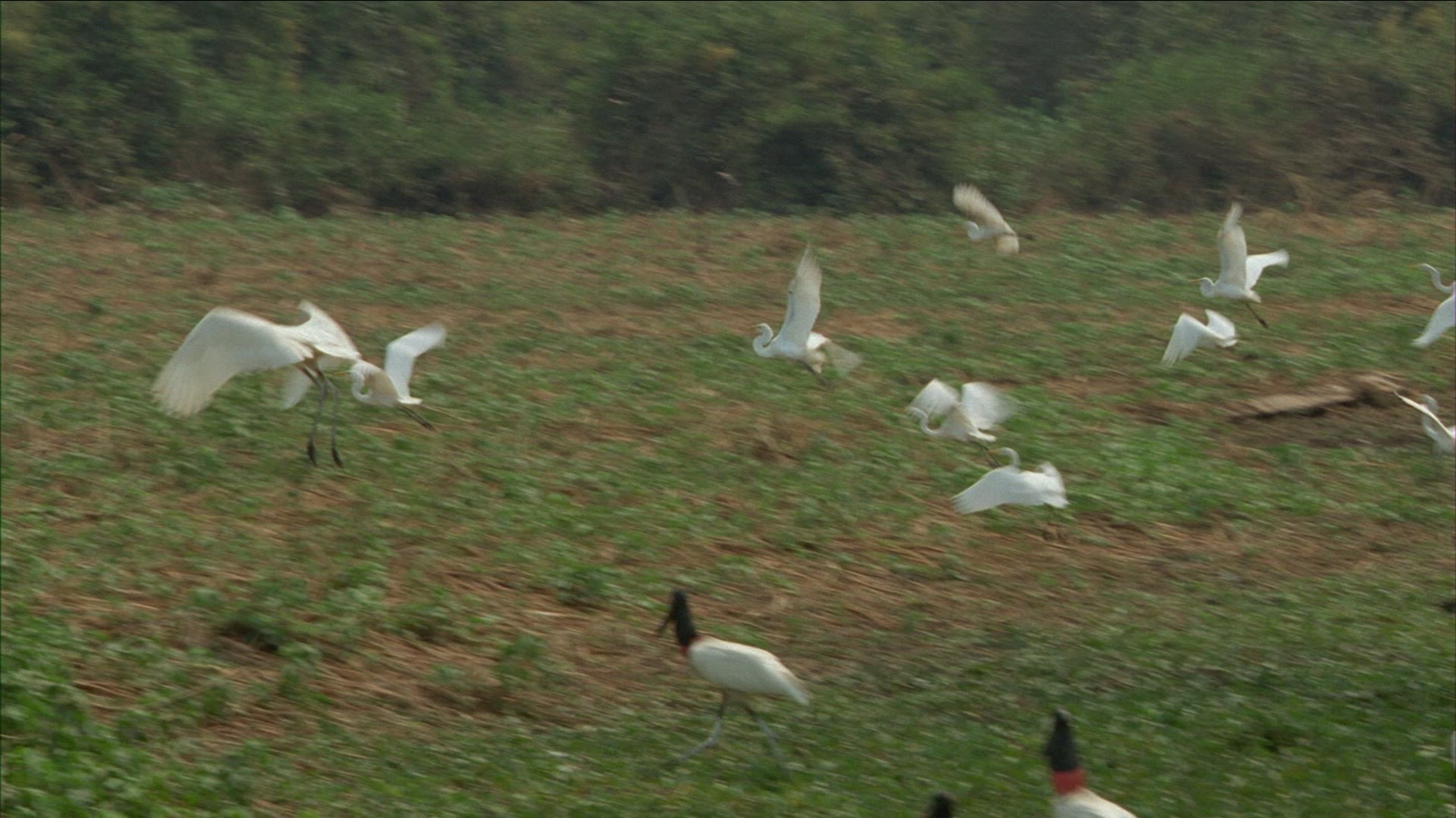 819174800 / Wading Bird / Brazil