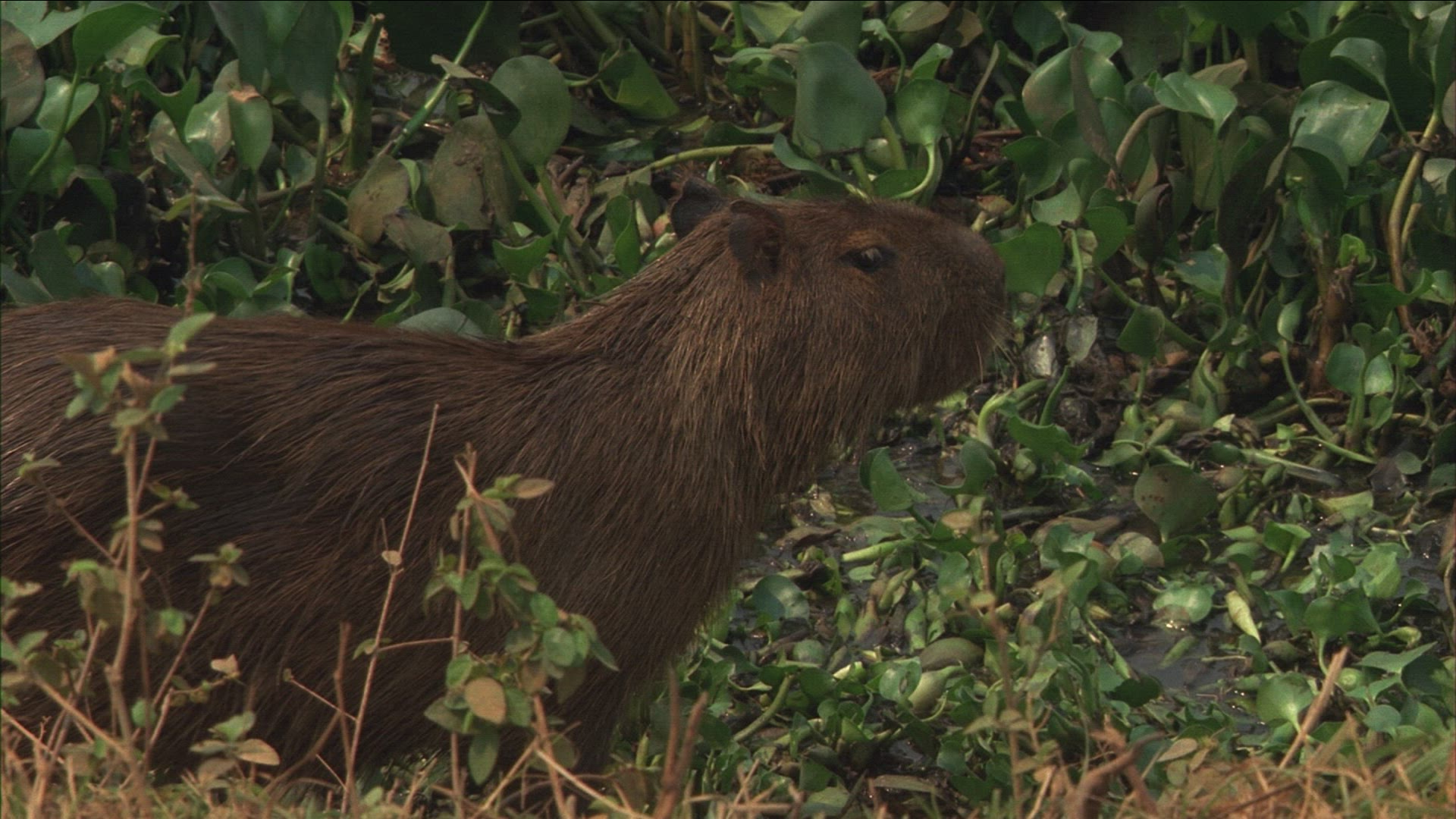 761924366 / Capybara / Brazil