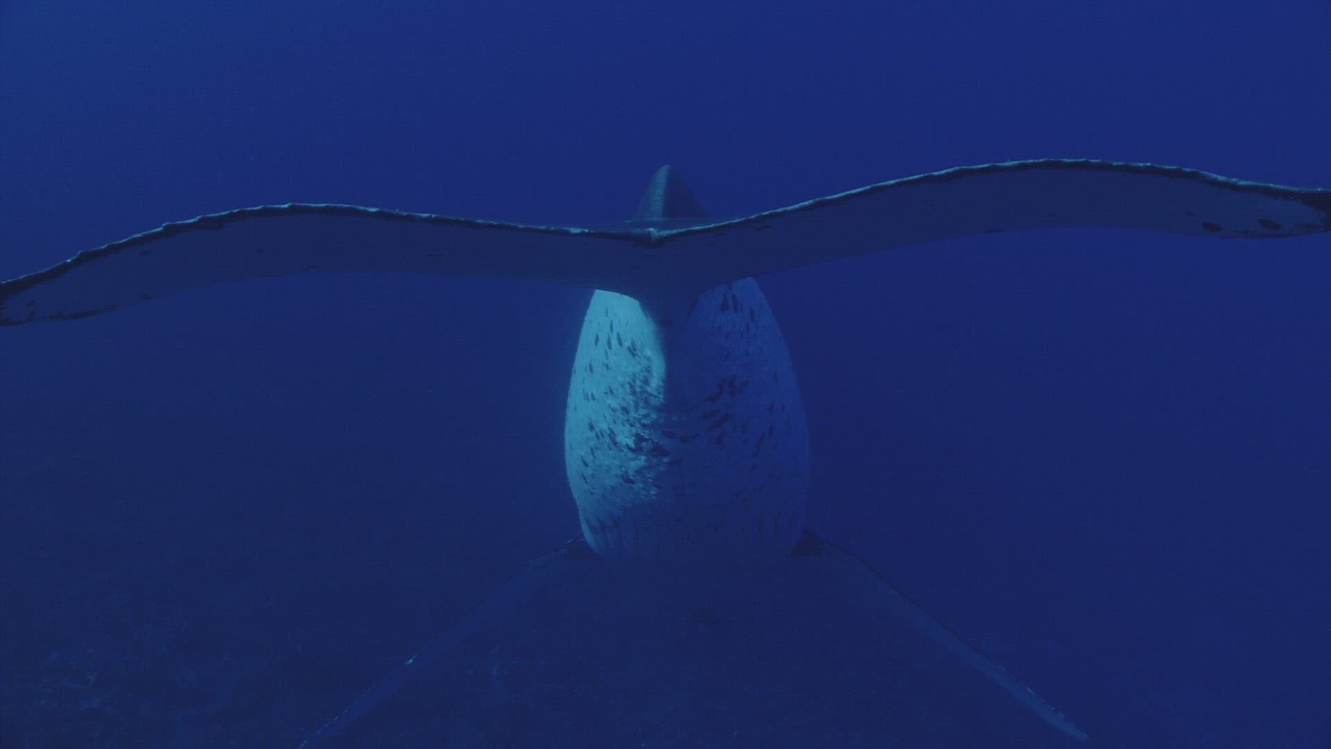 967944226 / Humpback Whale / South Pacific 967944226 / Humpback Whale / South Pacific