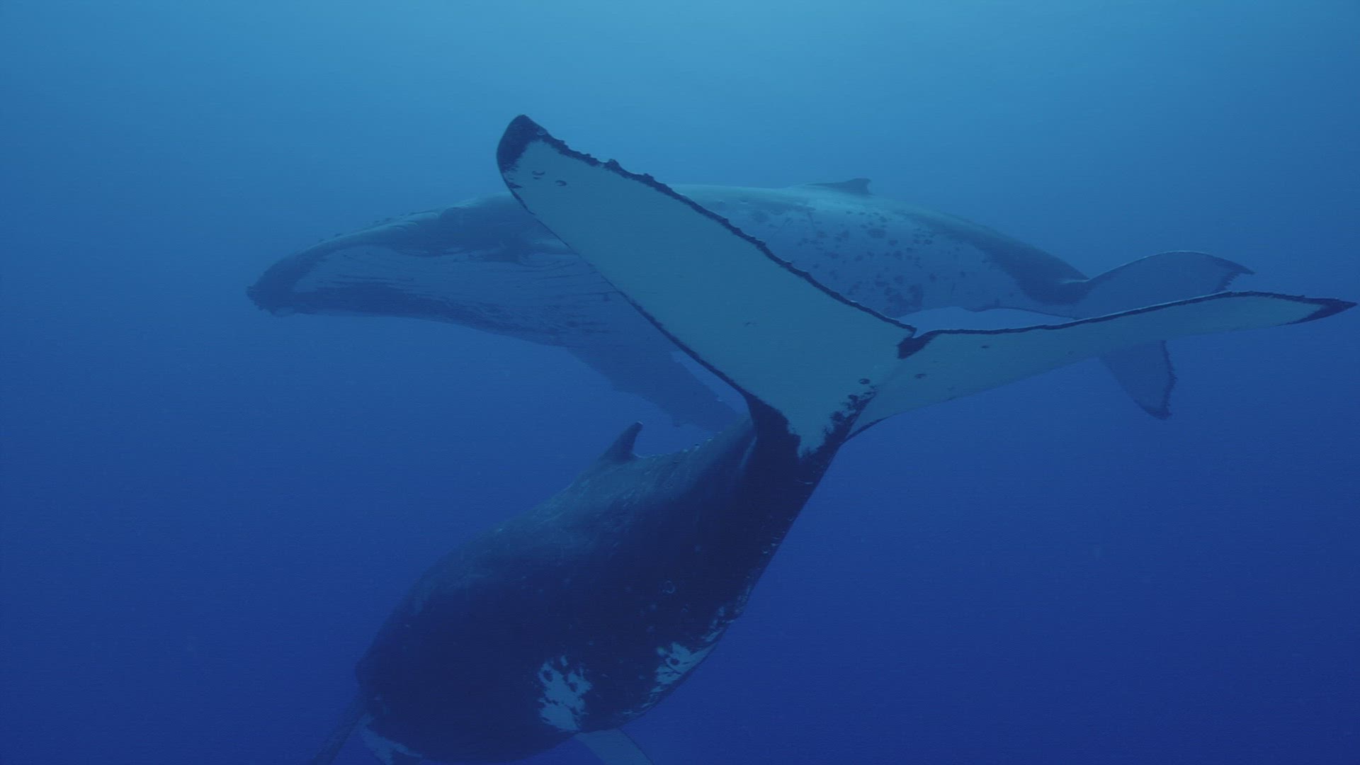 302968923 / Humpback Whale / South Pacific 302968923 / Humpback Whale / South Pacific