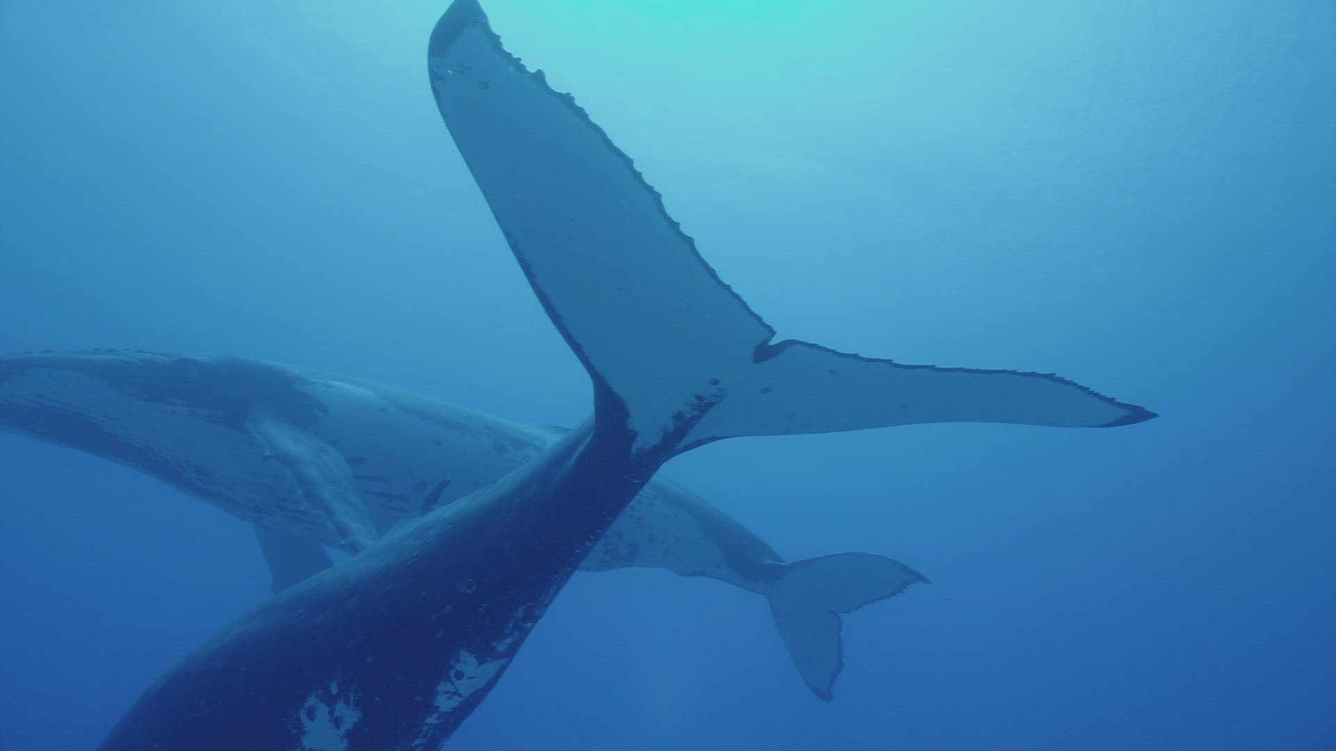 585795175 / Humpback Whale / South Pacific