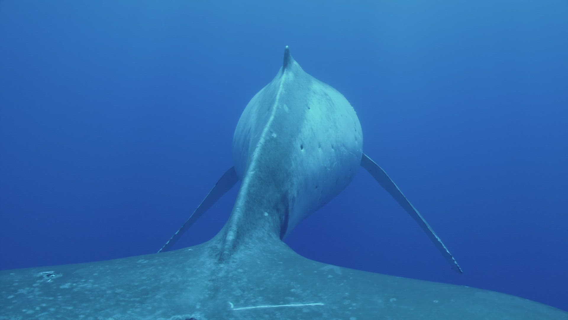 154525645 / Humpback Whale / South Pacific 154525645 / Humpback Whale / South Pacific