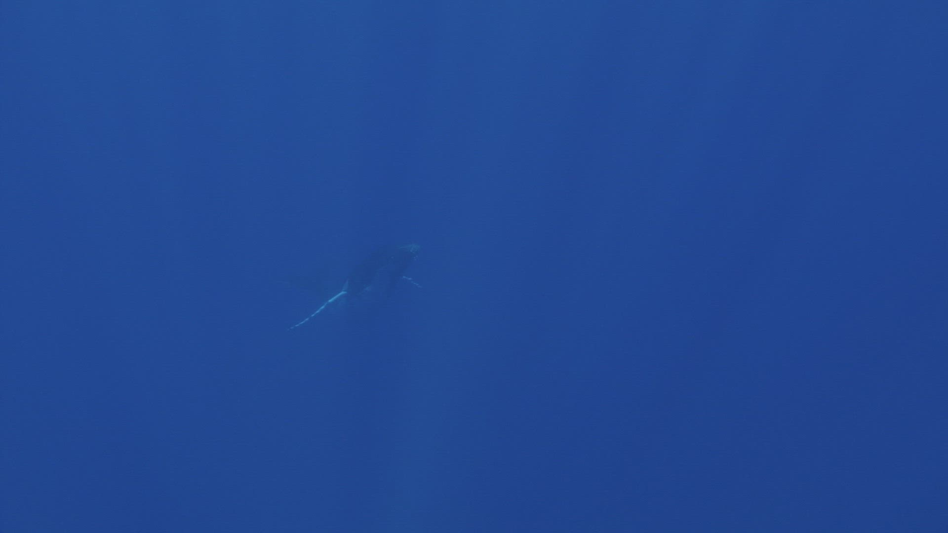 514261174 / Humpback Whale / South Pacific
