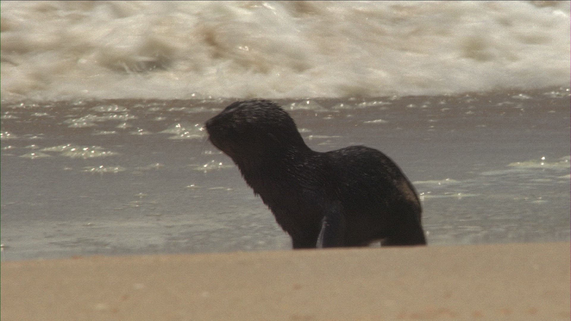 442367994 / Common Seal / Beach / Namibia