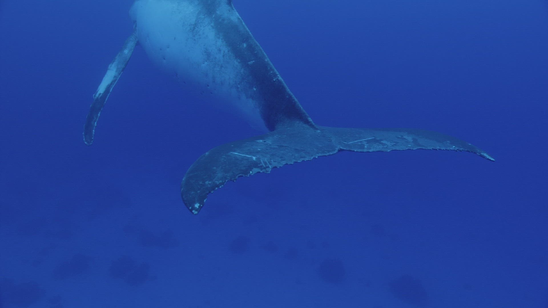 273808079 / Humpback Whale / South Pacific 273808079 / Humpback Whale / South Pacific