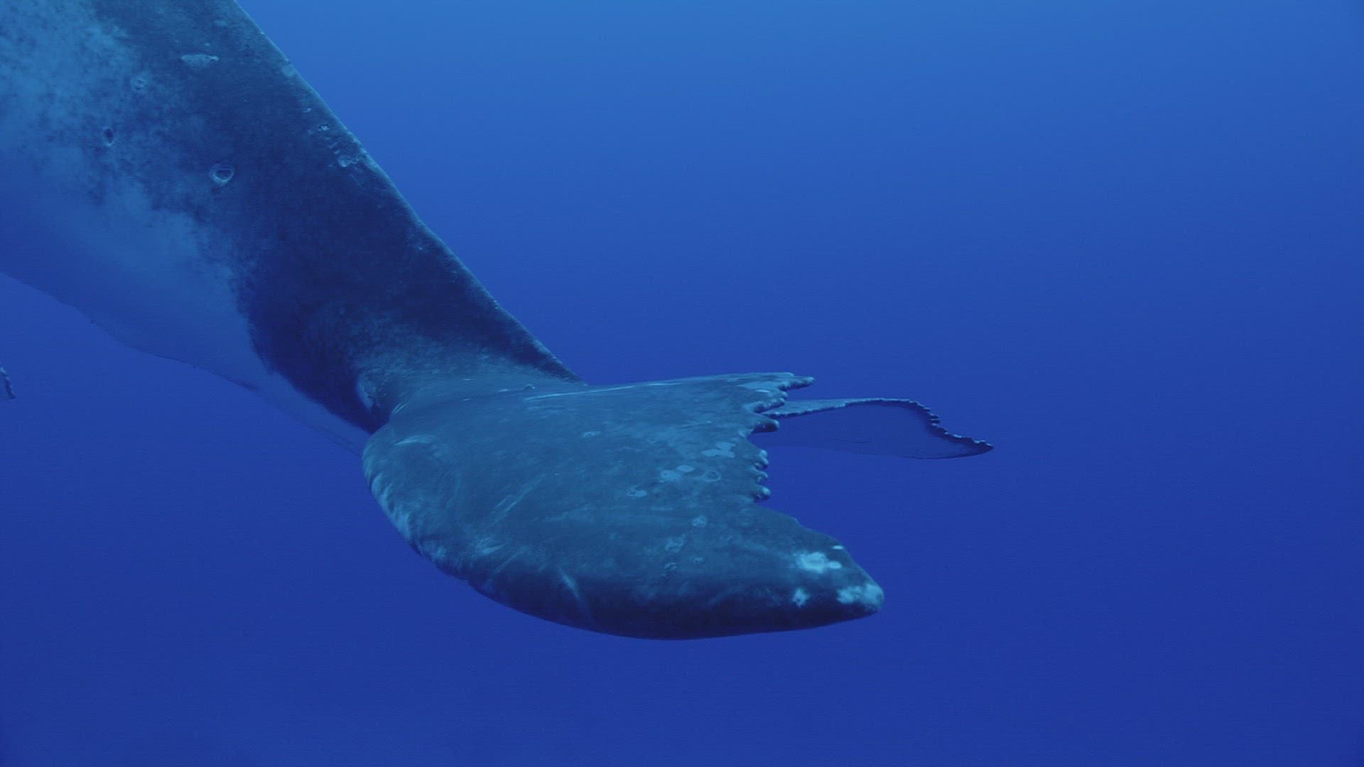 884744554 / Humpback Whale / South Pacific 884744554 / Humpback Whale / South Pacific