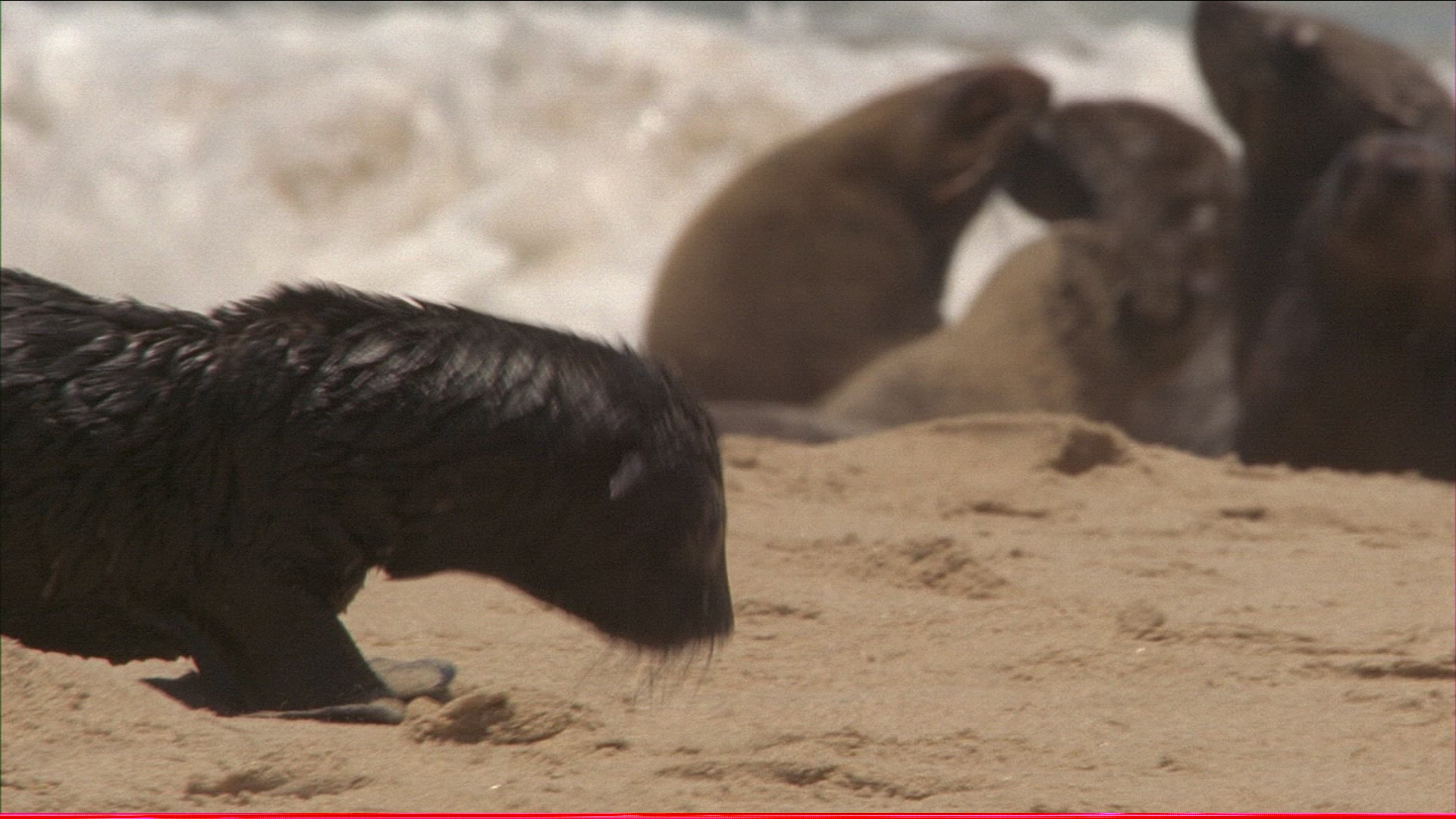 758720998 / Common Seal / Beach / Namibia