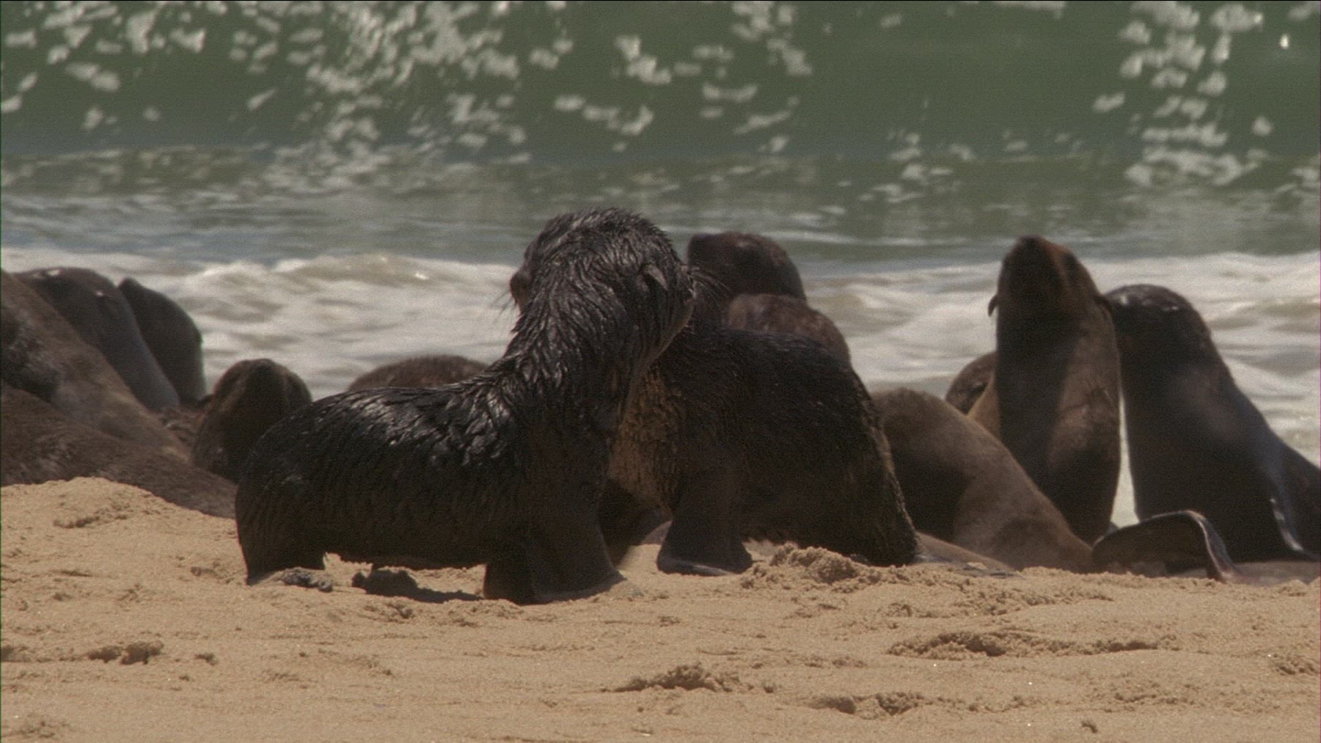 952650939 / Common Seal / Beach / Namibia