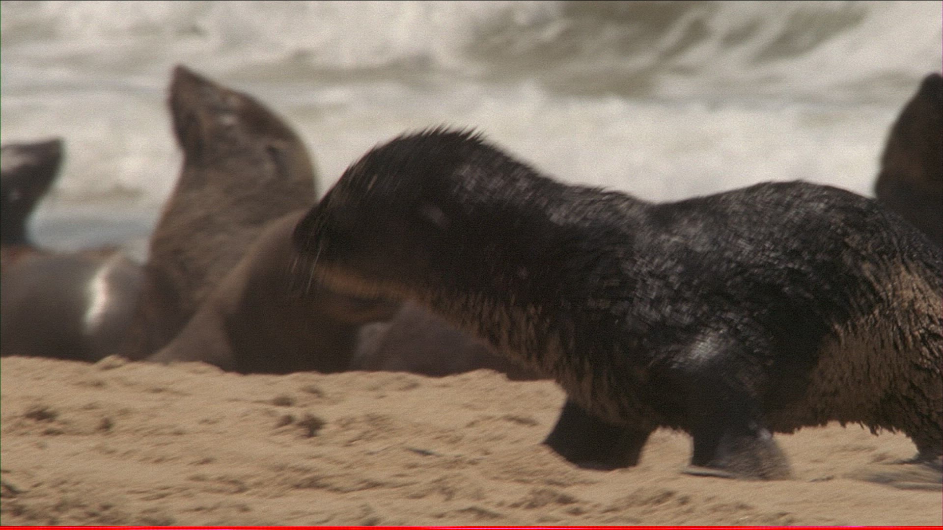 311071936 / Common Seal / Beach / Namibia