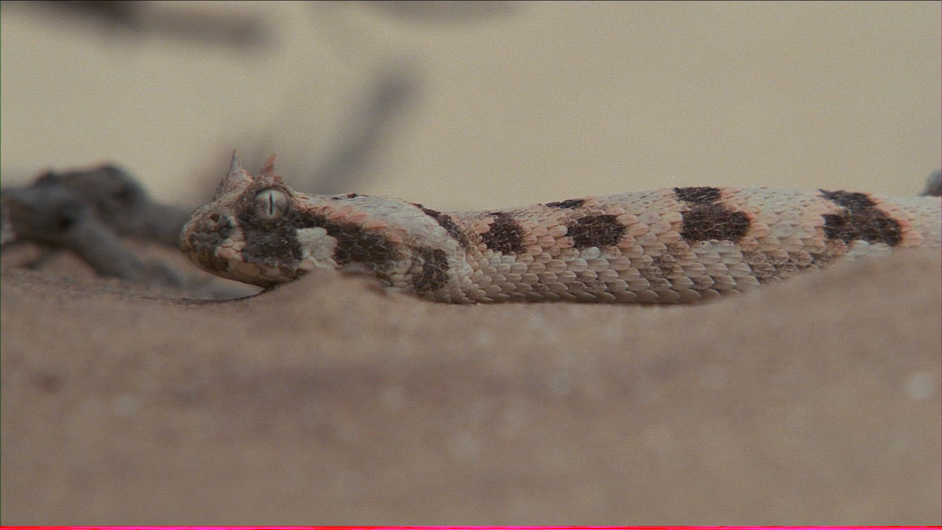 565992107 / Snake / Sand / Namibia