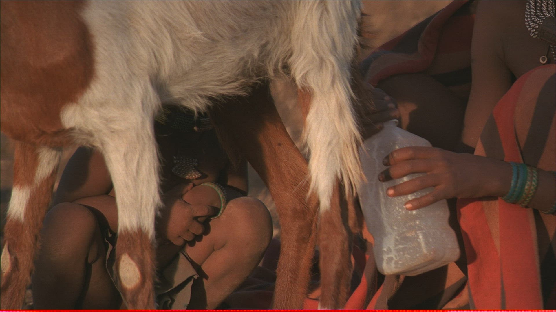 823377561 / Child / Goat / Milking / Himba / Namibia