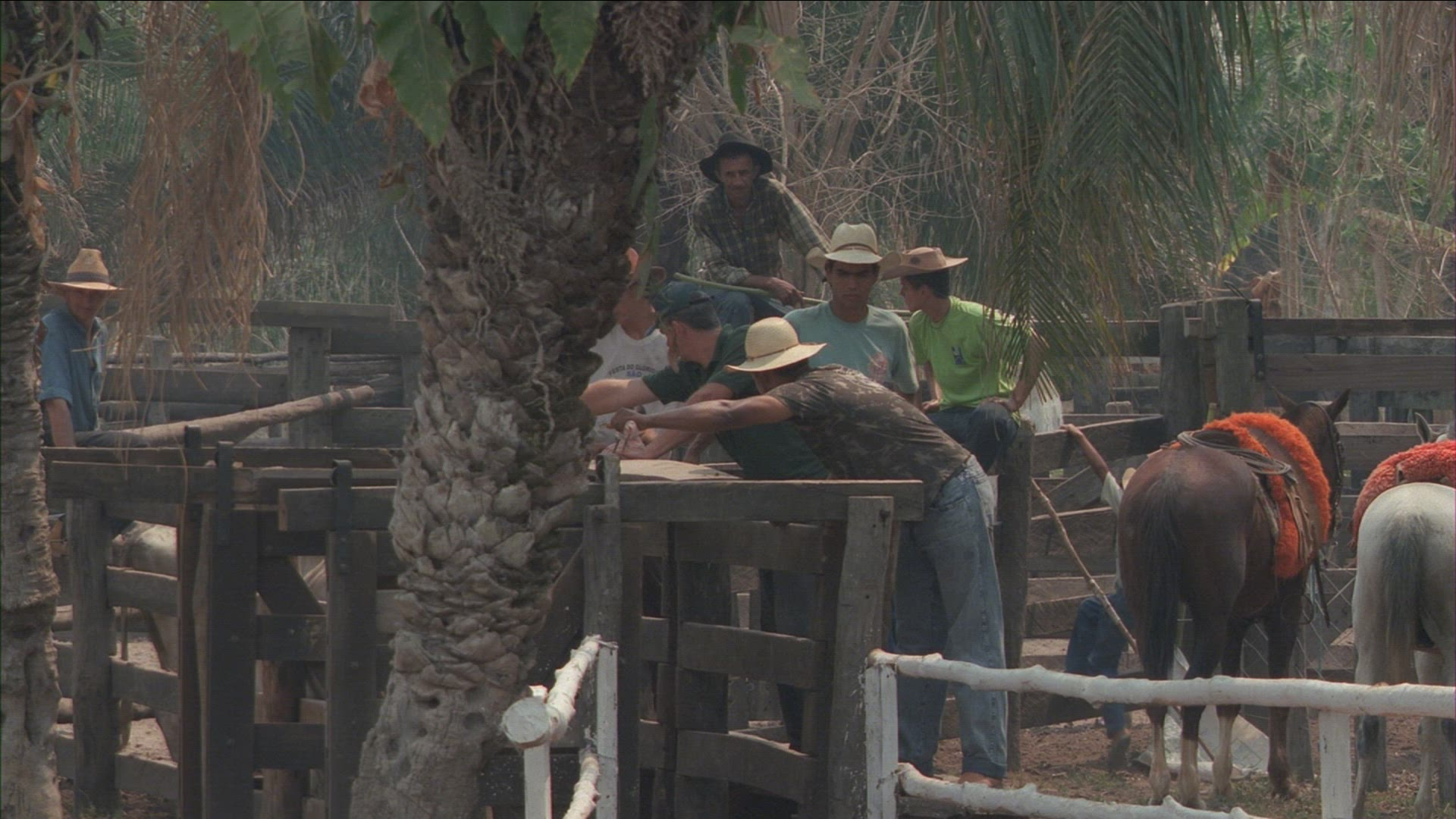 402482625 / Cowboy / Brazil