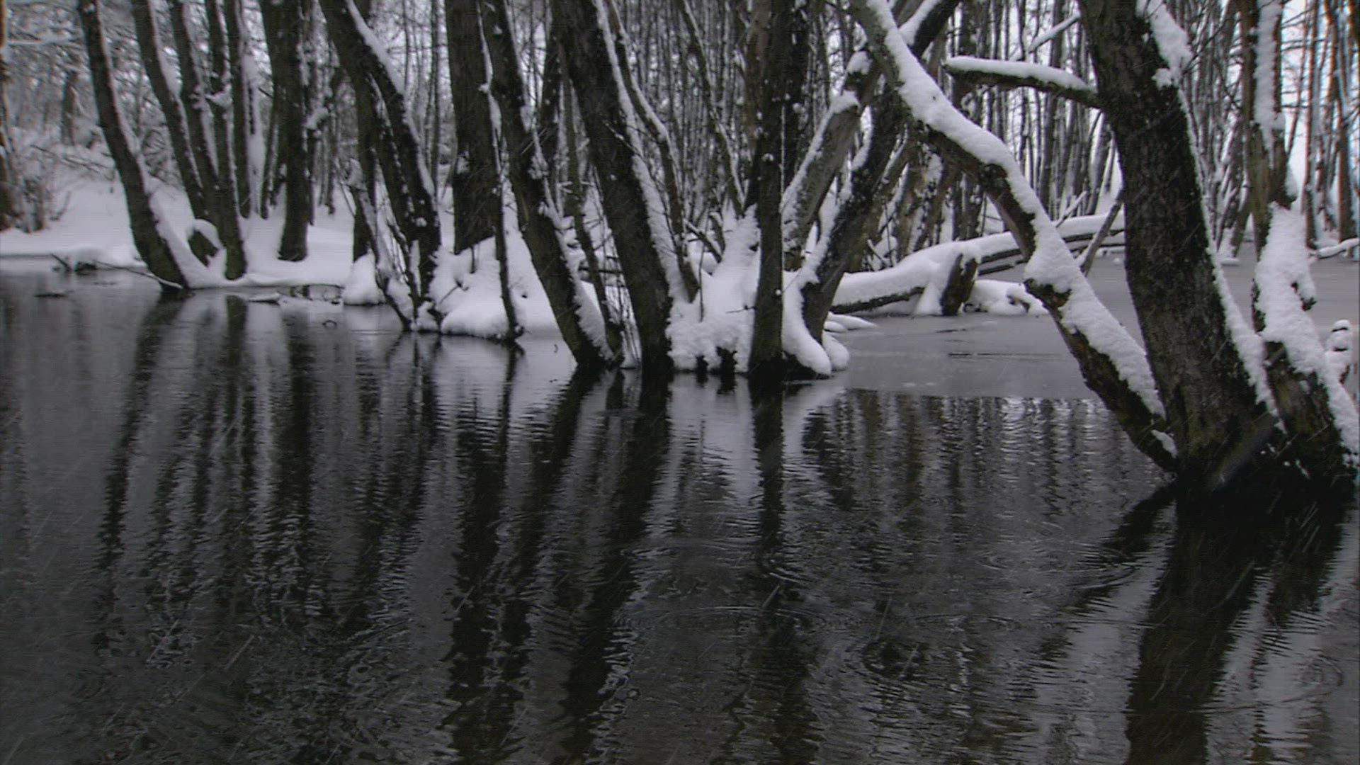 790626536 / Lowland Forest / Winter