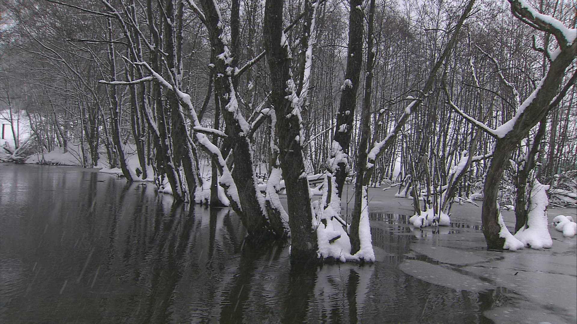 559250157 / Lowland Forest / Winter