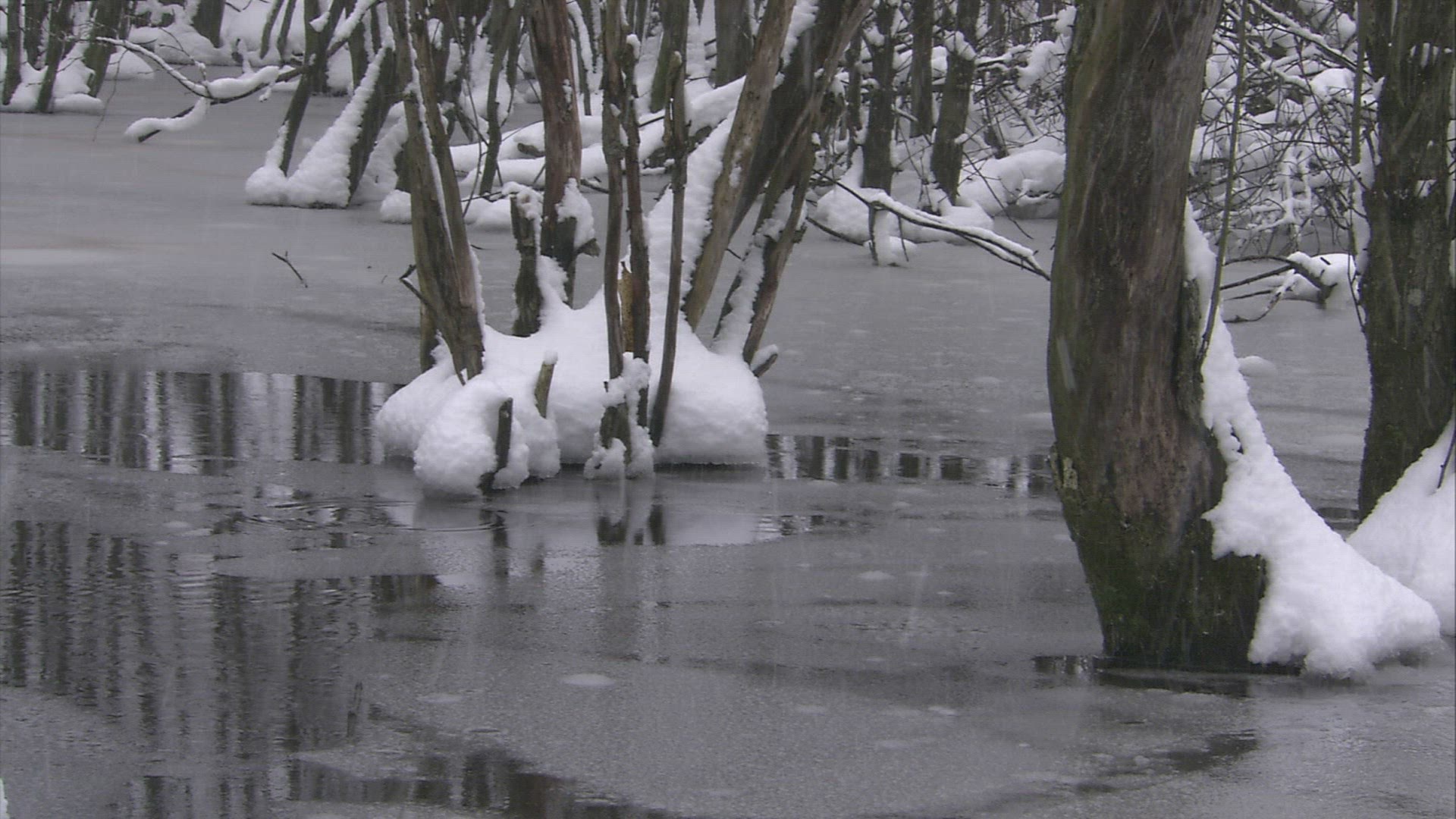 642923122 / Lowland Forest / Winter