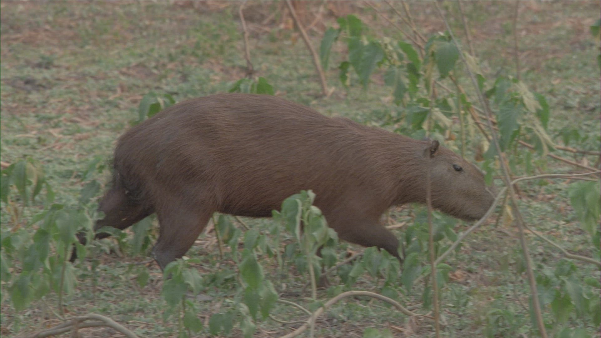 765576199 / Capybara / Pantanal / Brazil