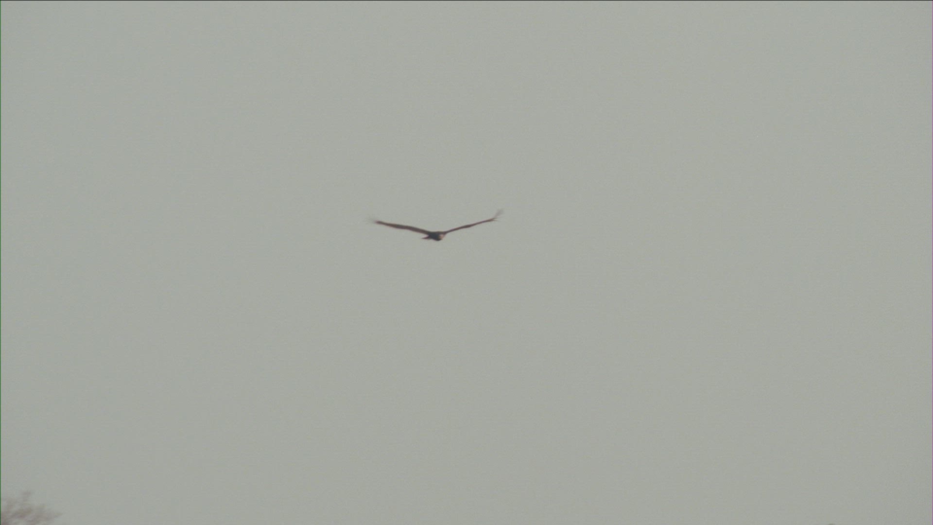 443857911 / Raptor / Flying / Pantanal / Brazil