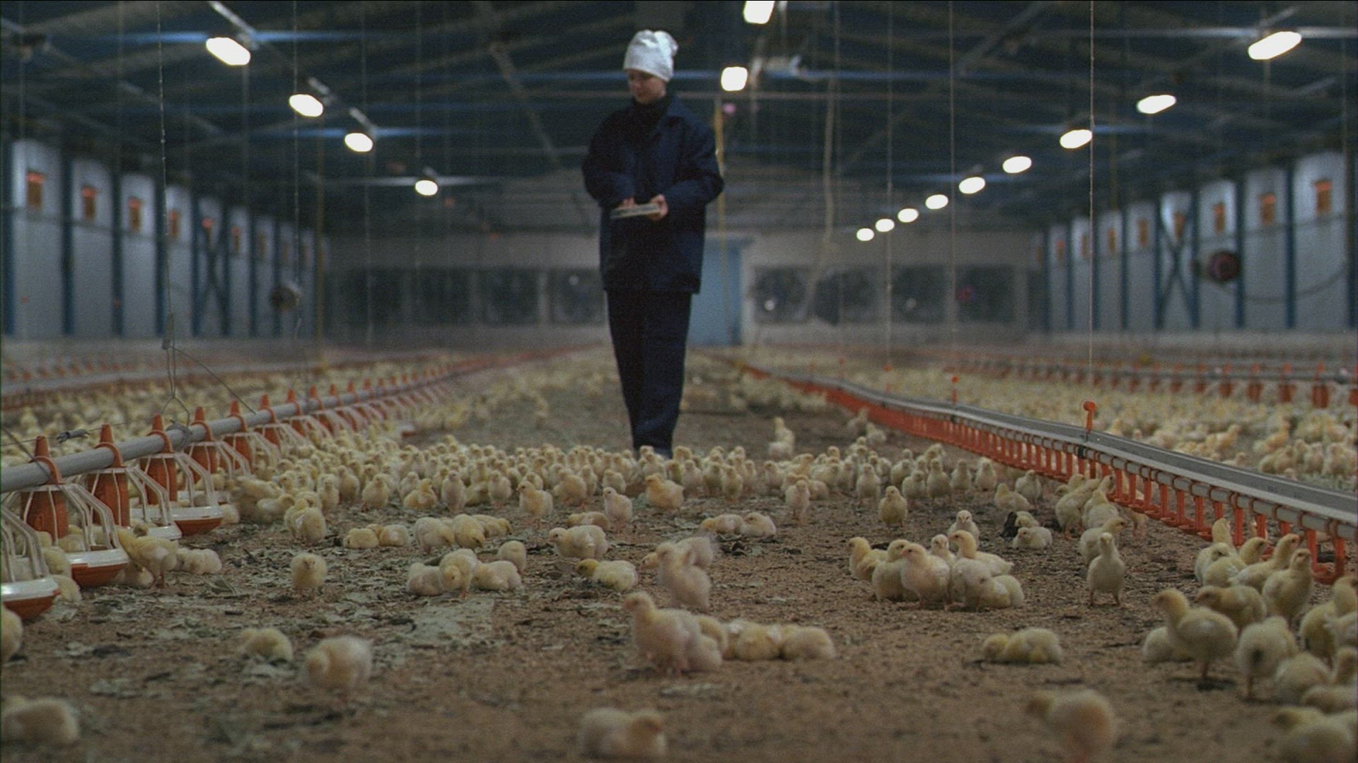 647724803 / Food Processing / Chicken Breeding / Ukraine