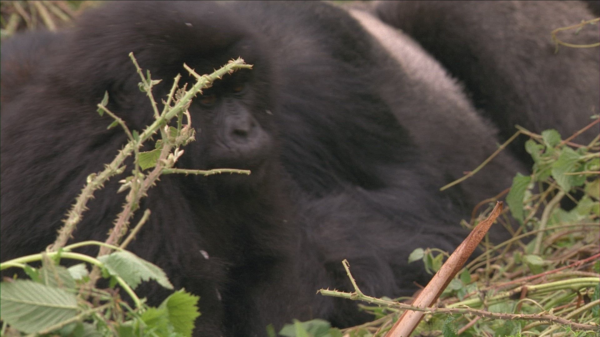 247767501 / Mountain Gorilla / Looking at Camera / Rwanda