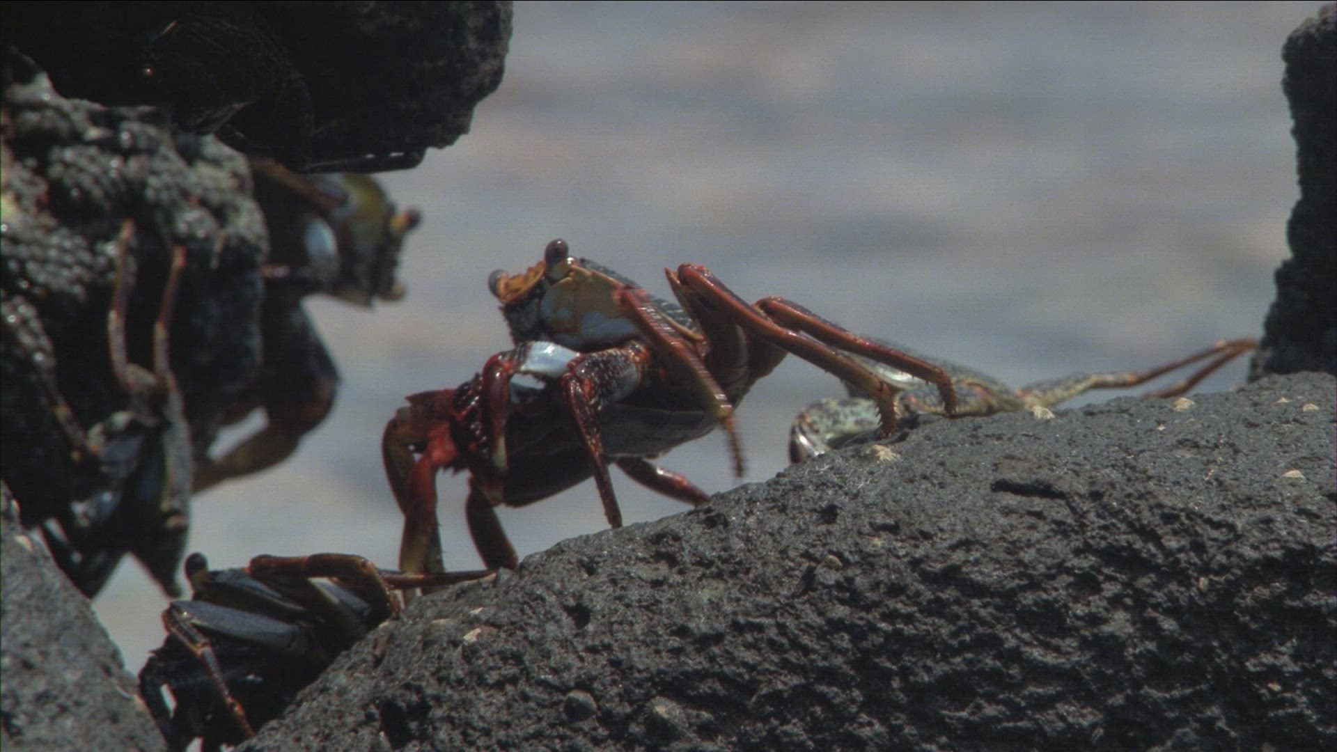 371383384 / Blue Crab / Fernando de Noronha / Brazil