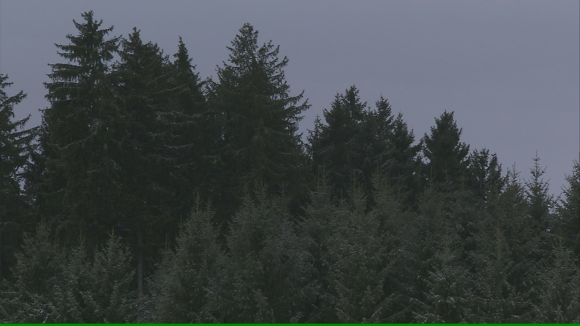 487131114 / Coniferous Forest / Mountain Forest / Winter / Austria