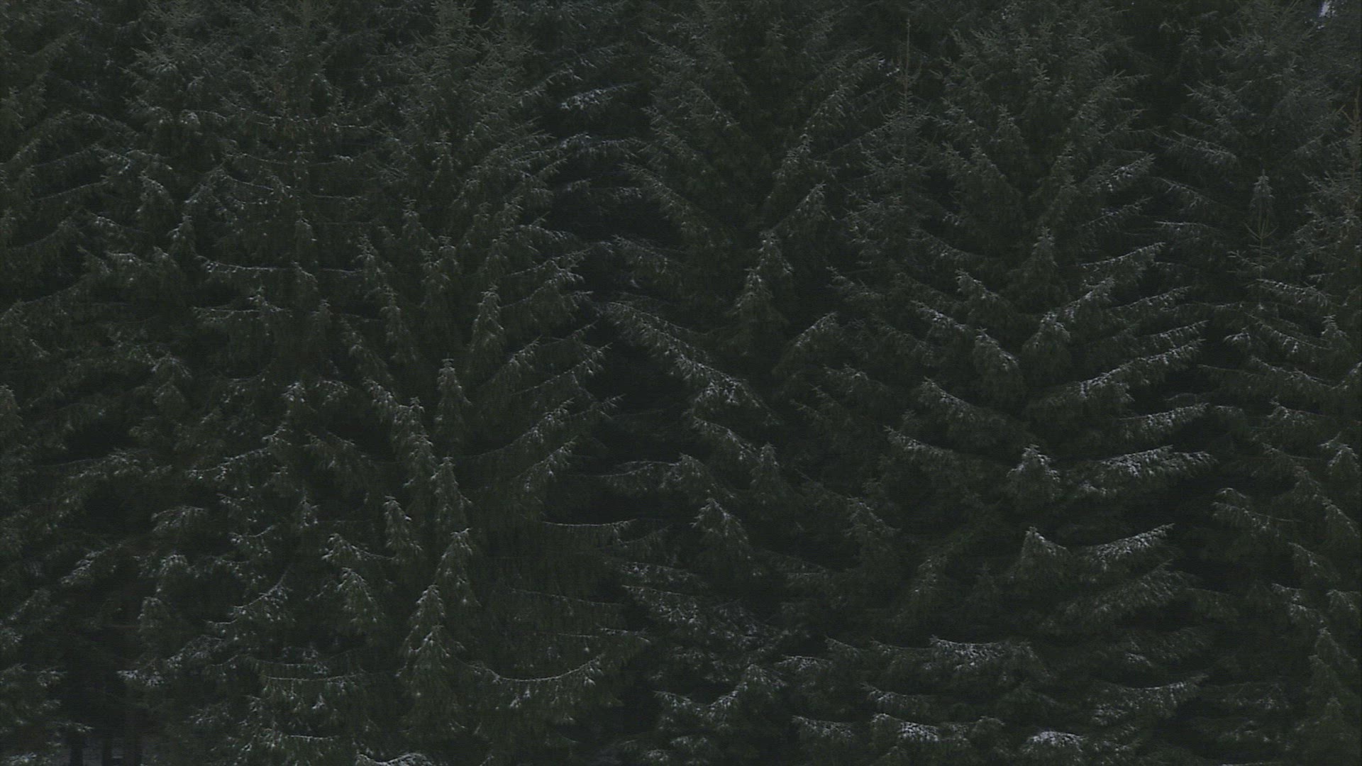 777928584 / Coniferous Forest / Mountain Forest / Winter / Austria
