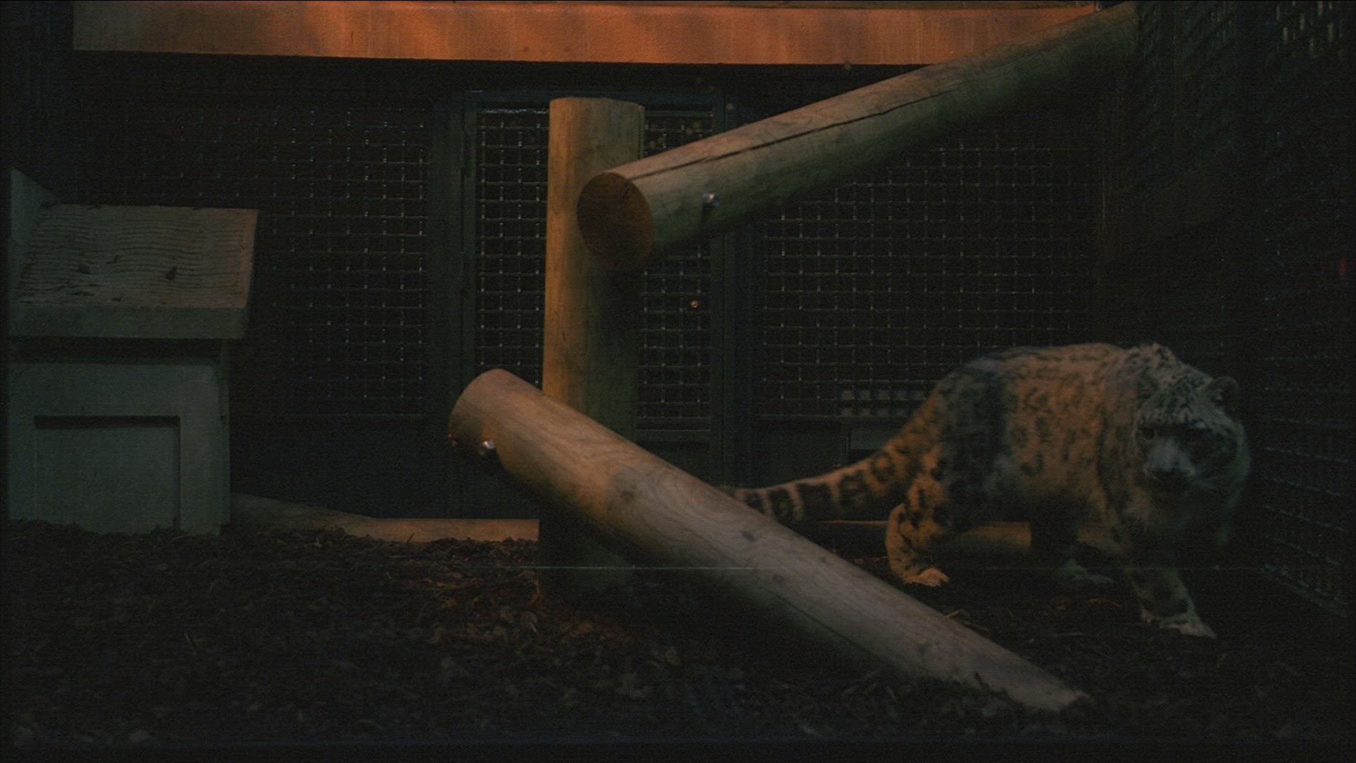 895969769 / Snow Leopard / Curiosity / Looking at Camera / Zoo