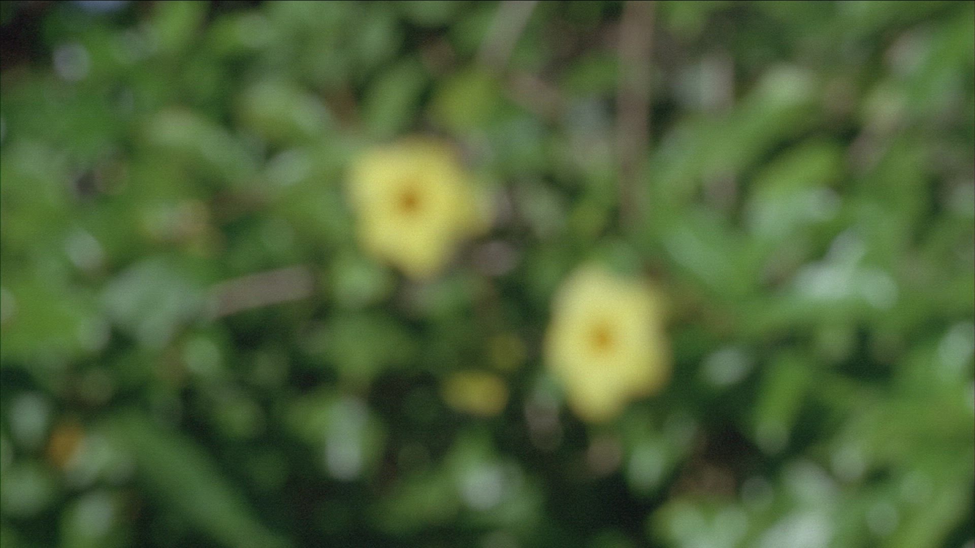 636333156 / Golden Trumpet / New Caledonia