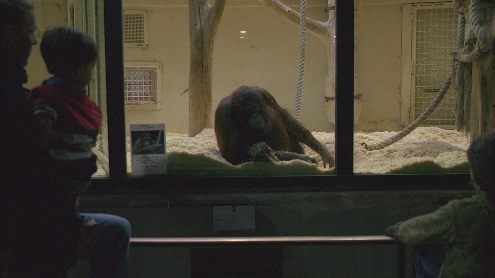 570382387 / Orangutan / People / Spectating / Zoo