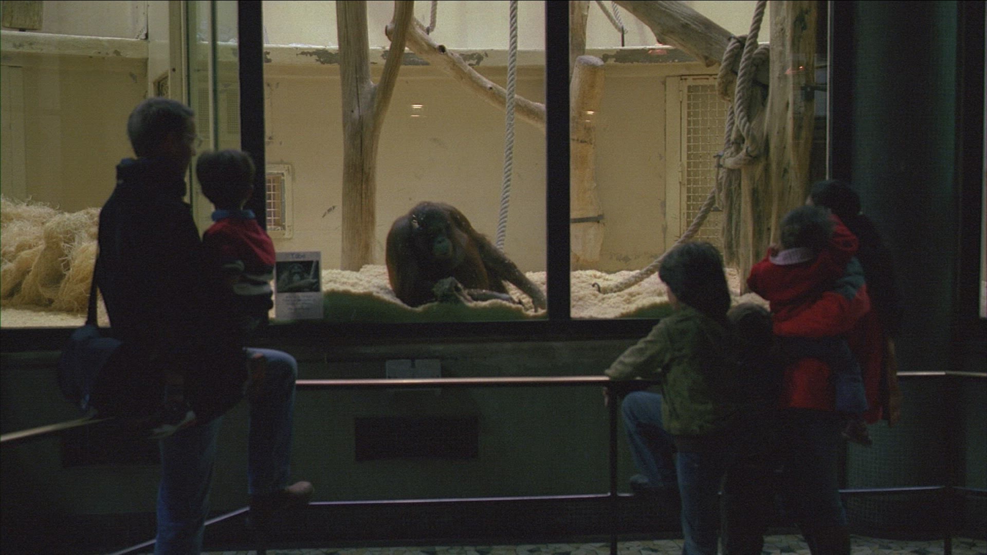 308674123 / Orangutan / People / Spectating / Zoo