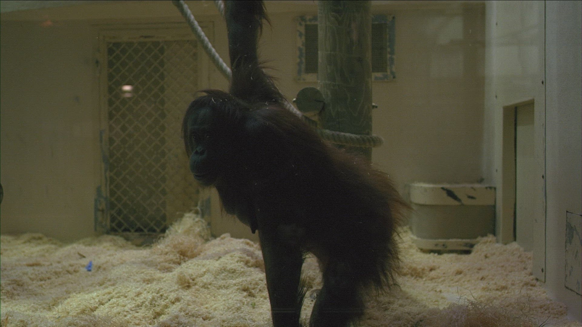 392120683 / Orangutan / People / Spectating / Zoo
