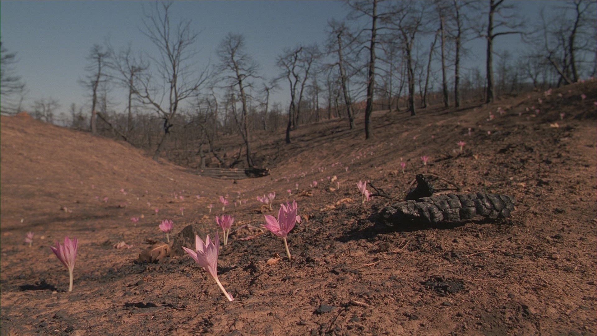 590865766 / Aftermath / Forest Fire / Greece