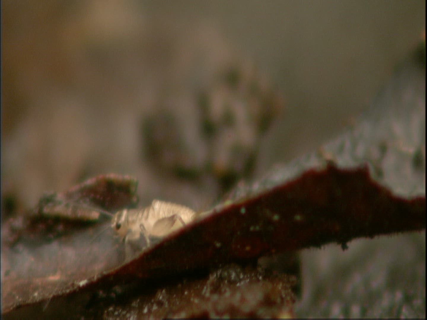 456355944 / Cricket / Crawling / Moving