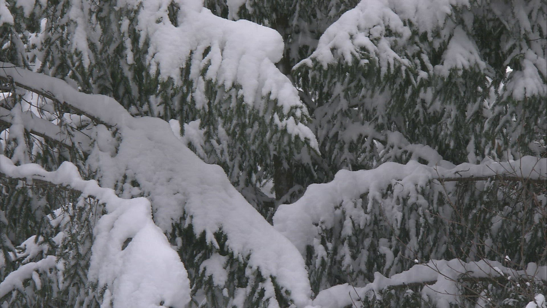 971379110 / Conifer / Winter
