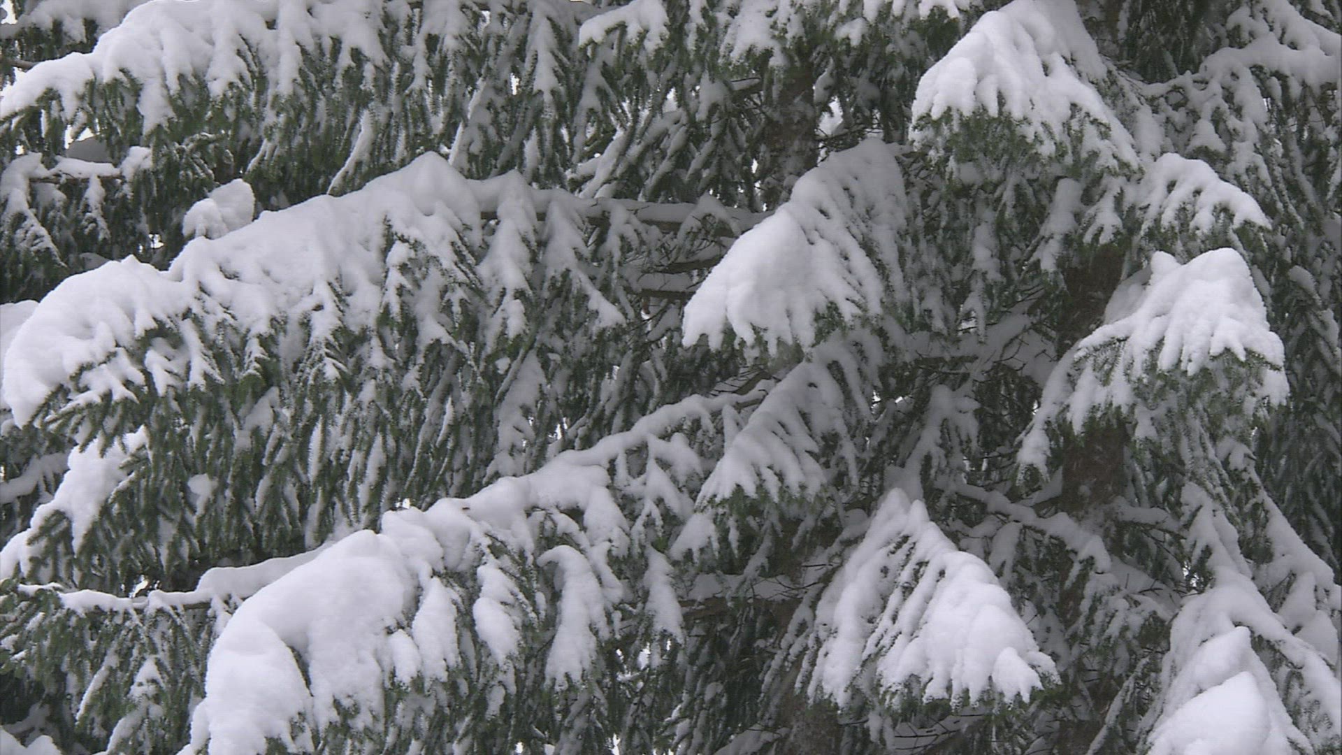 786220813 / Conifer / Winter