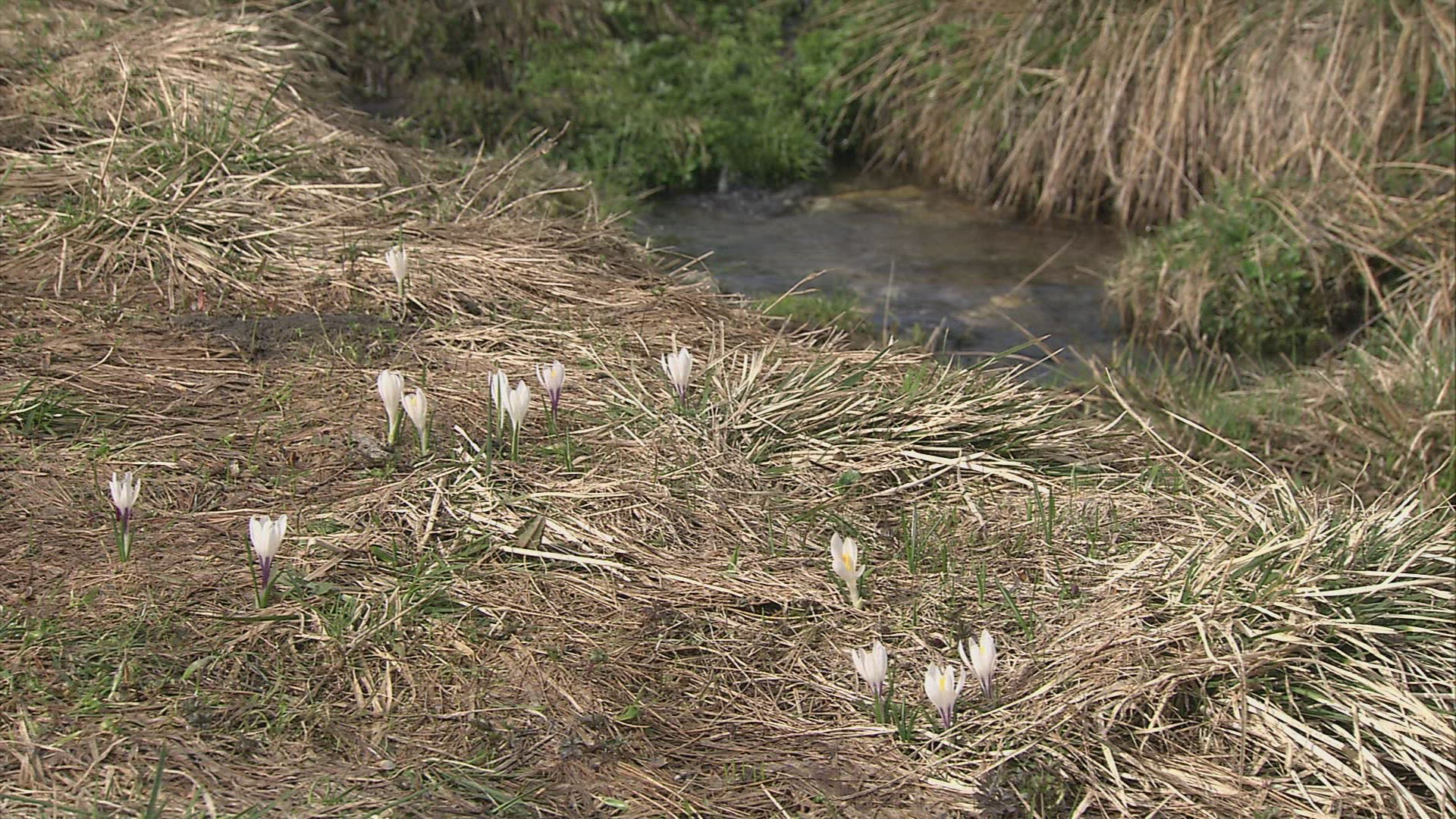 859343602 / Snowmelt / Plant